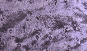 ブラックウッド水圧転写フィルム